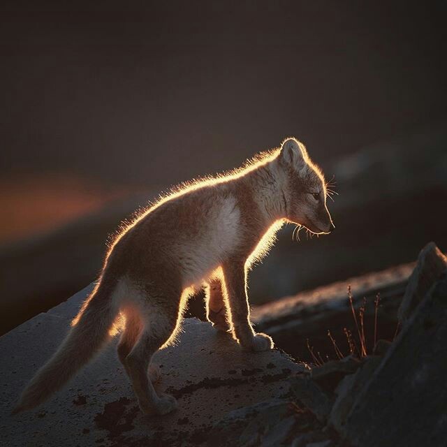 Far... - Fox, Animals, Arctic fox, Sunset