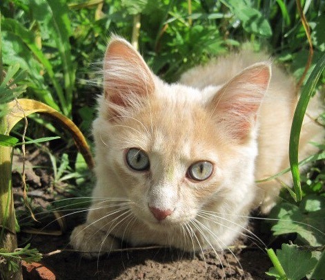 Ryzhiki - Longpost, Rabbit, Redheads, Guinea pig, My, cat