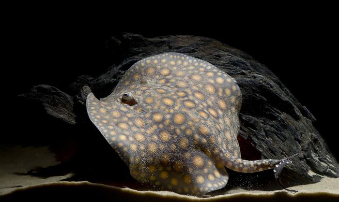 Пресноводный аквариумный скат Моторо