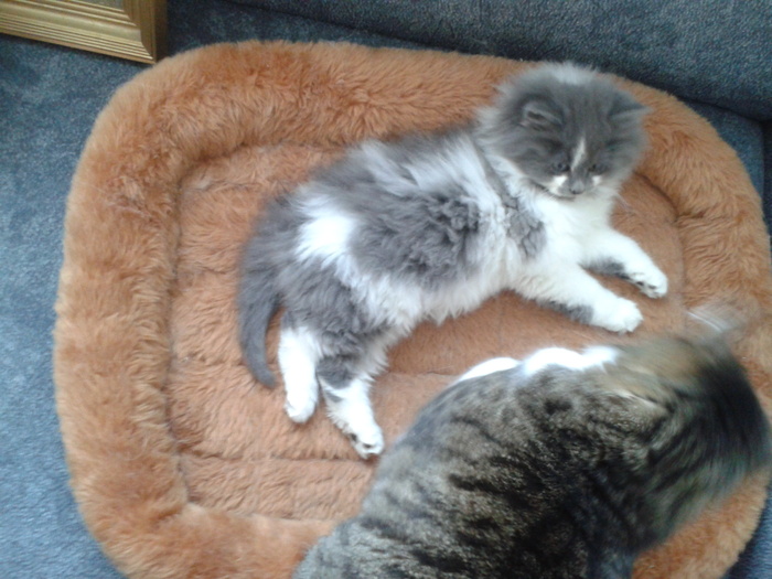 Зверь Севка. Детство. Отрочество. Юность. Кот, Севка, Себастьян Никодимович, Найденыш, Взят с улицы, Длиннопост