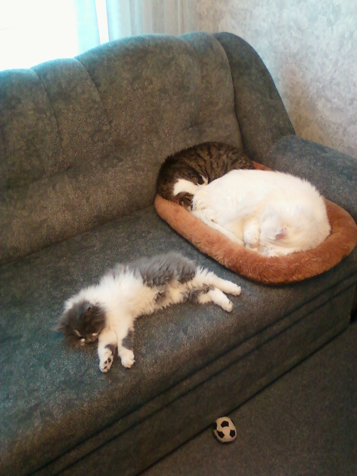 Зверь Севка. Детство. Отрочество. Юность. Кот, Севка, Себастьян Никодимович, Найденыш, Взят с улицы, Длиннопост