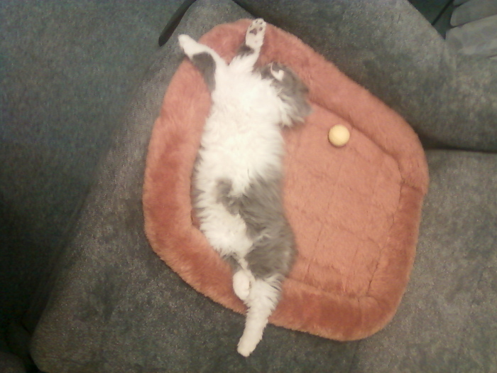 Зверь Севка. Детство. Отрочество. Юность. Кот, Севка, Себастьян Никодимович, Найденыш, Взят с улицы, Длиннопост