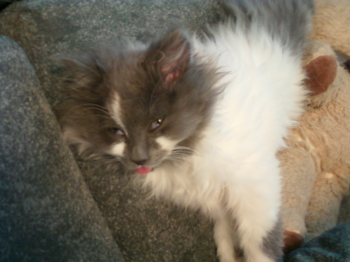 Зверь Севка. Детство. Отрочество. Юность. Кот, Севка, Себастьян Никодимович, Найденыш, Взят с улицы, Длиннопост