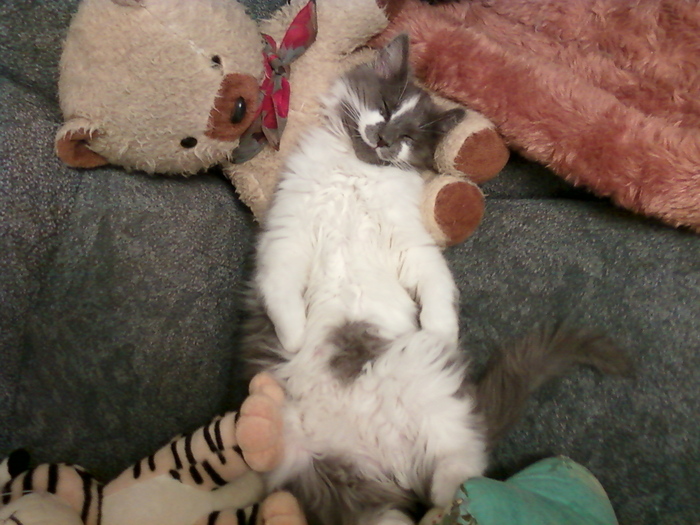 Зверь Севка. Детство. Отрочество. Юность. Кот, Севка, Себастьян Никодимович, Найденыш, Взят с улицы, Длиннопост