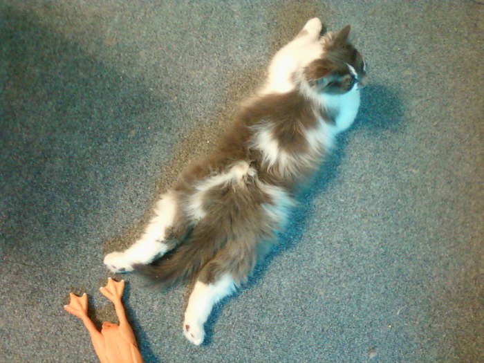 Зверь Севка. Детство. Отрочество. Юность. Кот, Севка, Себастьян Никодимович, Найденыш, Взят с улицы, Длиннопост