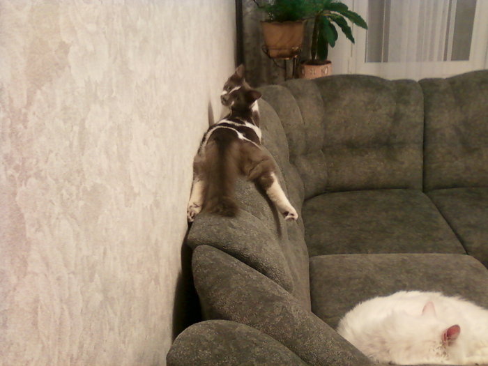 Зверь Севка. Детство. Отрочество. Юность. Кот, Севка, Себастьян Никодимович, Найденыш, Взят с улицы, Длиннопост