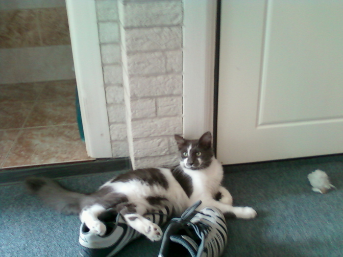 Зверь Севка. Детство. Отрочество. Юность. Кот, Севка, Себастьян Никодимович, Найденыш, Взят с улицы, Длиннопост