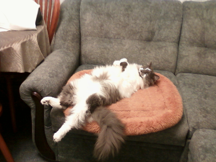 Зверь Севка. Детство. Отрочество. Юность. Кот, Севка, Себастьян Никодимович, Найденыш, Взят с улицы, Длиннопост