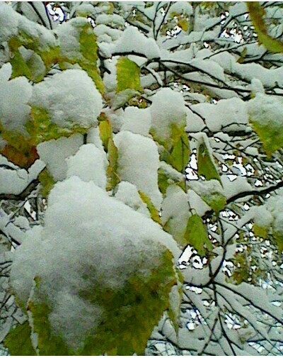 The beauty of autumn. These photos were taken in the forest. The first snow. - My, Nature photo, Autumn, Longpost, Snow, Nature