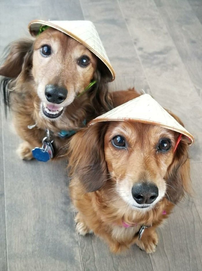 My wife returned from Southeast Asia where she bought gifts for our dogs. Now they wear hats - Dog, Milota, Animals, , Pets, Presents