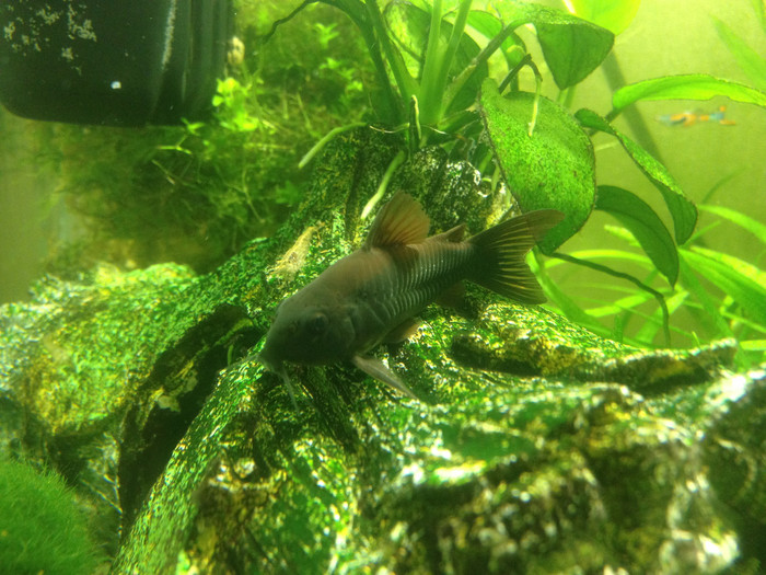 Corydoras sp. Black Venezuela - Моё, Рыба, Аквариум, Коридорас, Животные