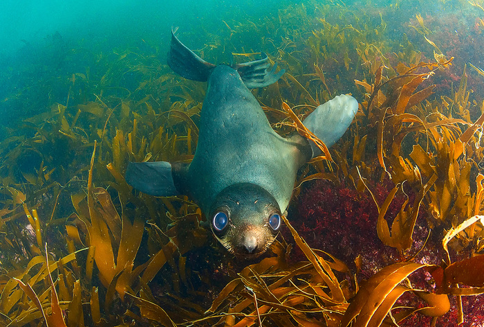 Blue-eyed baby. - The photo, Fur seal, The national geographic