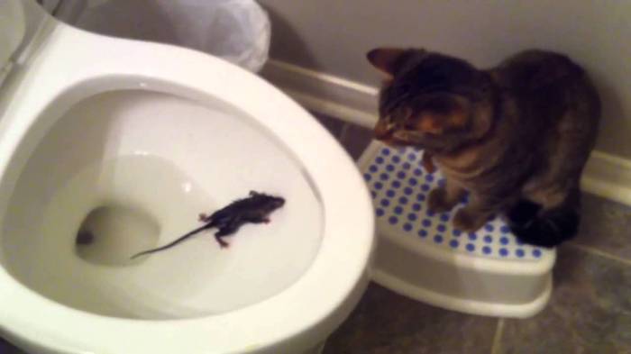 Toilet friends. - Surprise, Astonishment, Hamster, Mouse, Toilet, My