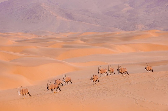 Namibia, morning. - The national geographic, The photo, Oryx