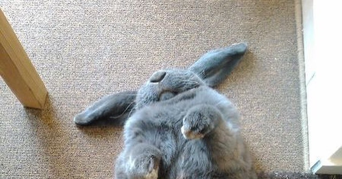 Уставшая зайка. Уставший заяц. Заяц лежит. Спящий Зайка. Кролик кайфует.
