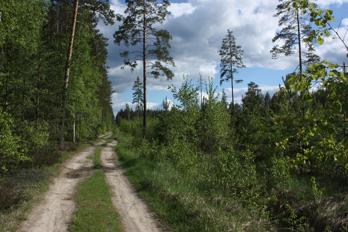 Road - My, Forest, Canon 450d, Road