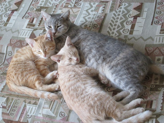 Sleepy cat family ^^ - Not mine, cat, Idyll