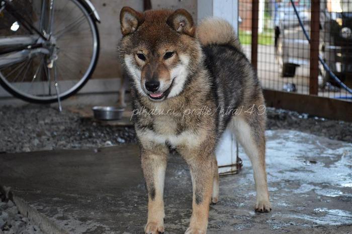   . -, ,  , Doge, , 