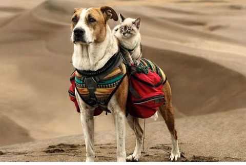 Faithful friends. - cat, Dog, Person, Friends