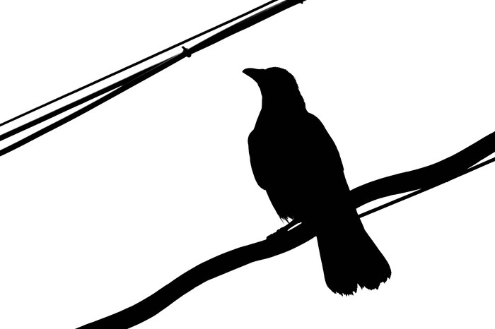 Vector crow - My, Crow, Minimalism, The photo, Canon, Black and white photo