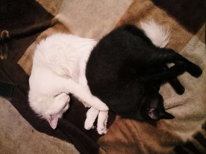 Black and white - My, Idyll, cat, Pussy