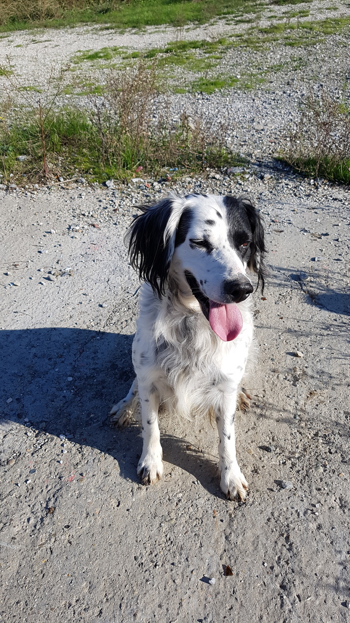 english setter - My, Lost, Sochi, In good hands, Dog