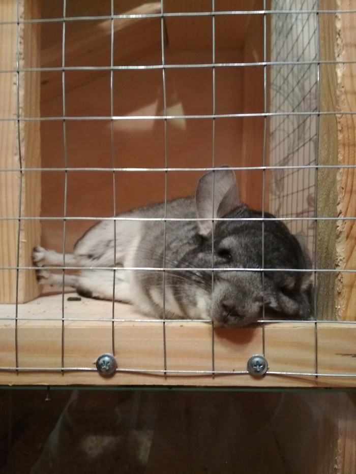 Rest elegantly. - Fatigue, Relaxation, My, Chinchilla