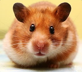 Disappearing - My, Hamster, Pet, Pets