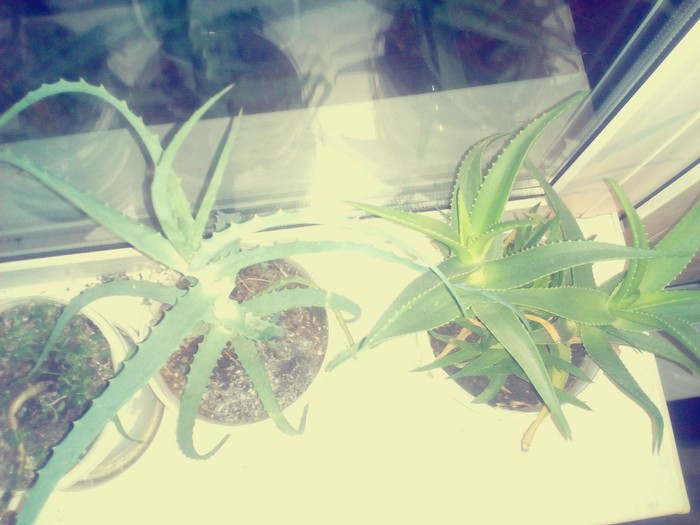 My pets. - My, Plants, , cat, Aloe
