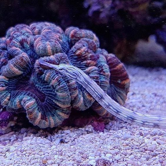 Рыба игла "Лицо дракона"