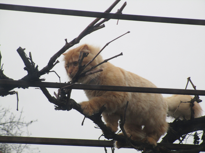 Lyovushka climber - cat, The photo, My