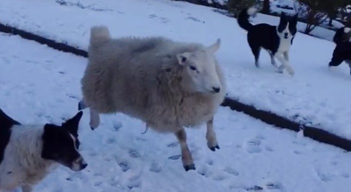 Kindness post - Good, Mowgli, Dog, Lamb, Scotland, Video, Kindness