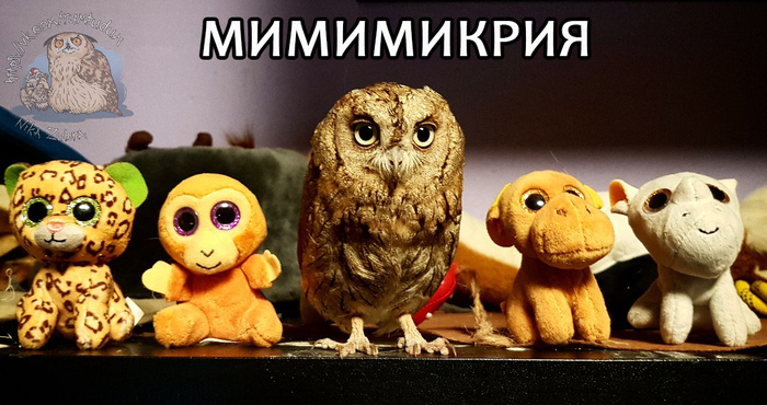 Mimicry - My, Yoll, Owl, Help, Birds, Mimicry, Milota, Scops owl, Video