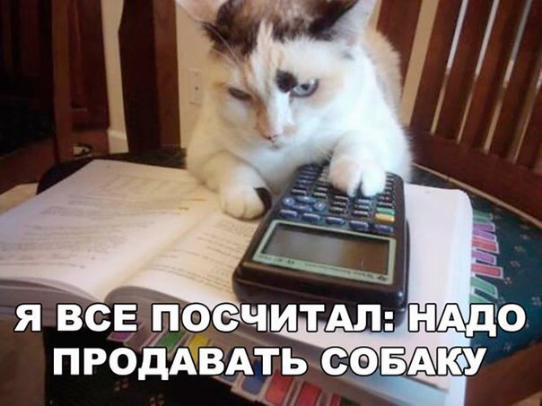 good accountant - cat, Dog, Humor, Accounting department, Harmfulness