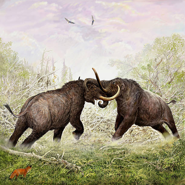 Two mammoths - duellists, forever together.... - My, Mammoth, Duel, Coyote, , Longpost