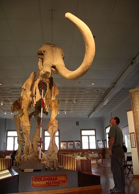 Two mammoths - duellists, forever together.... - My, Mammoth, Duel, Coyote, , Longpost