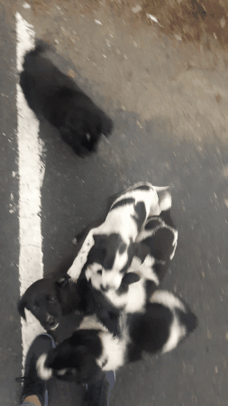 The mother of... puppies! - My, Puppies, Milota, Animals, Gif animation, GIF, Dog