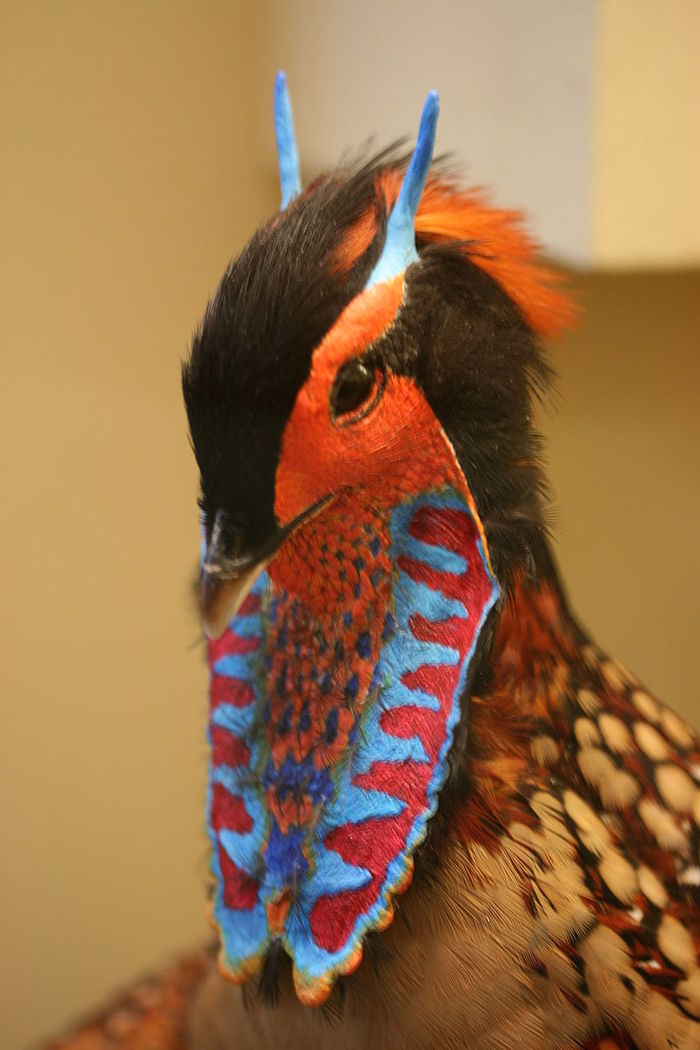 Amazing Tragopans - Birds, Pheasant, Biology, Zoology, Informative, Video, Longpost