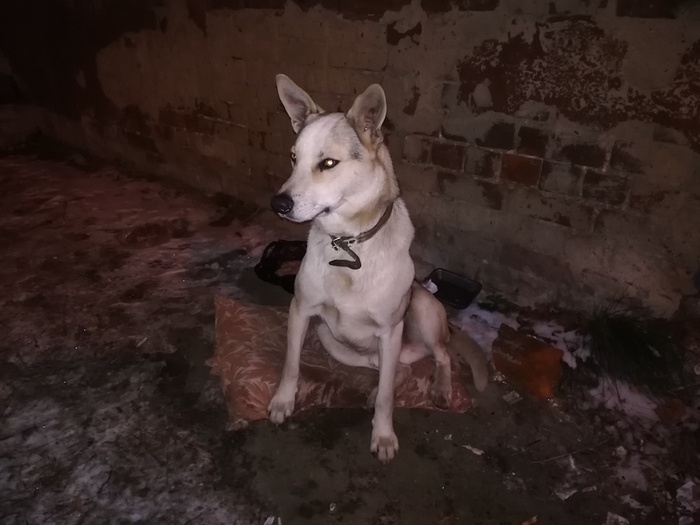 Found a dog - My, Found a dog, , The dog is missing, , Dog