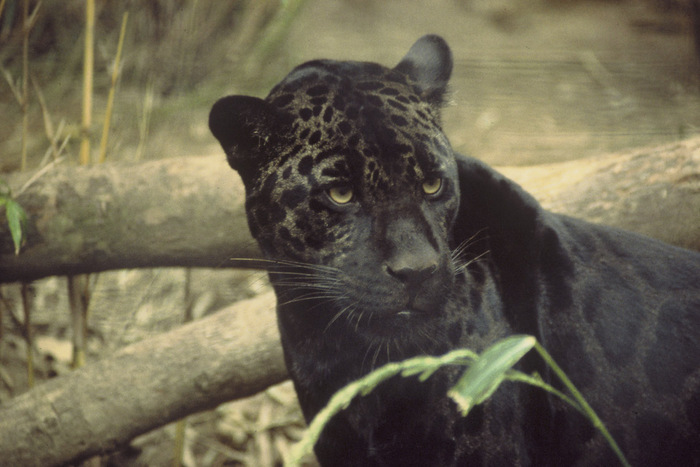 What does a black panther look like? - Educational program, Cat family, My