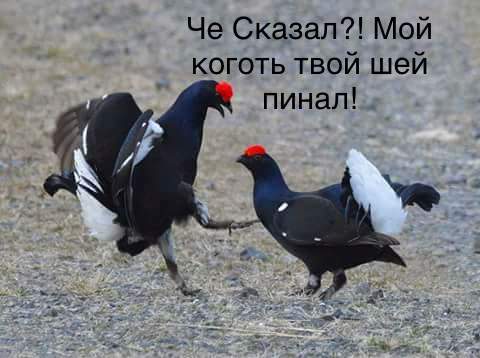 Caucasian Showdown - My, Birds, Разборки, Caucasus, Longpost, Mat