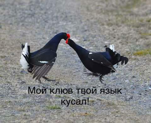 Caucasian Showdown - My, Birds, Разборки, Caucasus, Longpost, Mat