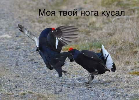 Caucasian Showdown - My, Birds, Разборки, Caucasus, Longpost, Mat