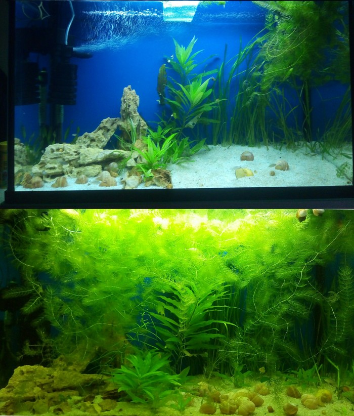 Аквариум спустя 2 месяца