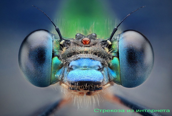 Private popularizer of science. - My, Nauchpop, Biology, Daphnia, Microscope, GIF, Longpost