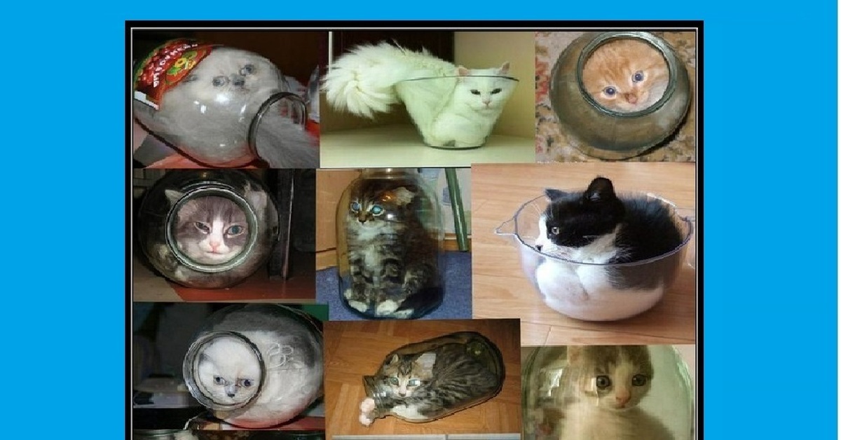 Кот мяяя. Кот спецназовец. Секта кошек. Кошачий спецназ. Секта кошек.