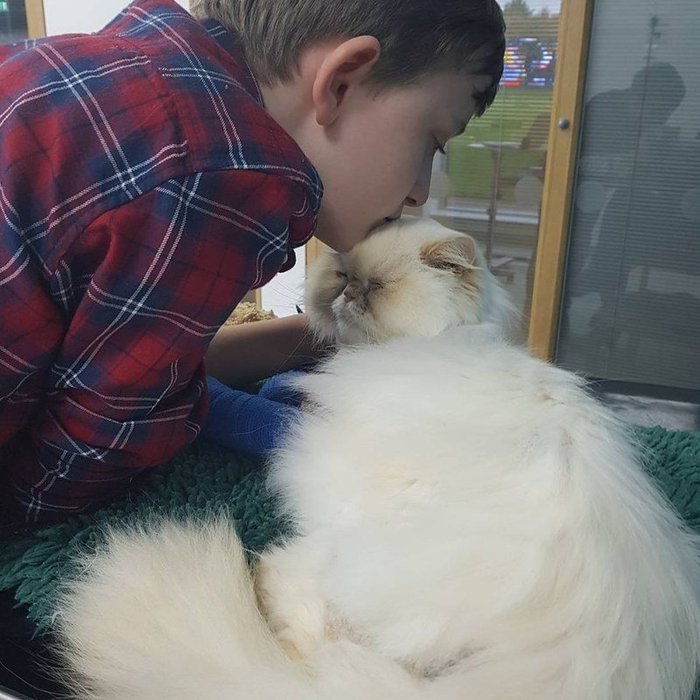 The cat, seeing that his boy was not well, gathered all his strength and crawled up to his master... - Love, cat, Real life story, Great Britain, Care, Disease, The rescue, Video, Longpost