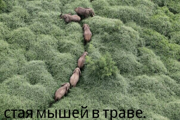 A flock of mice makes their way through the dense grass. - Nature, Humor, The photo