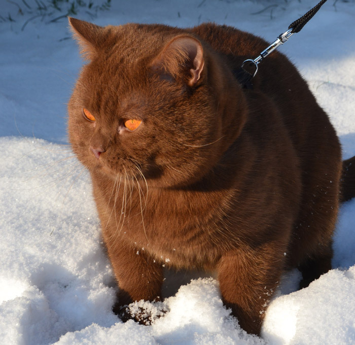 Chubby - cat, Snow