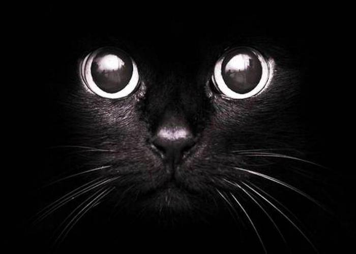 How the black cat, horseshoe and 11 other popular superstitions appeared - Superstition, Longpost, Text, Signs